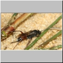 Aptesini spp - Schlupfwespe w02a 9mm - Sandgrube Niedringhaussee det06.jpg